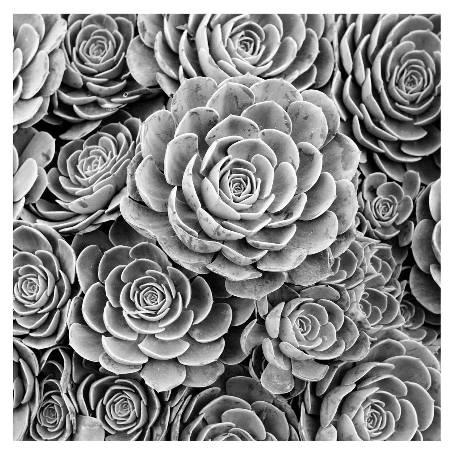 Black and white hen and chicks succulent fine art photography Lisa Blount