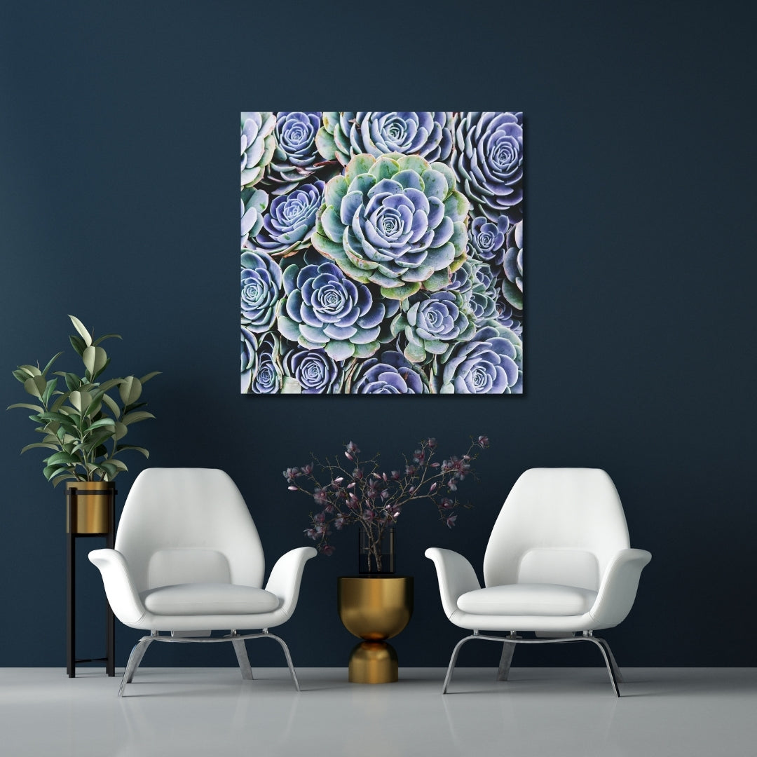 Modern fine art photography of blue hen and chicks succulents displayed on a dark teal wall, styled with white chairs and gold accents. This vibrant succulent wall art adds natural beauty and elegance, perfect for living rooms, offices, or contemporary spaces. Ideal for nature lovers and modern decor enthusiasts.