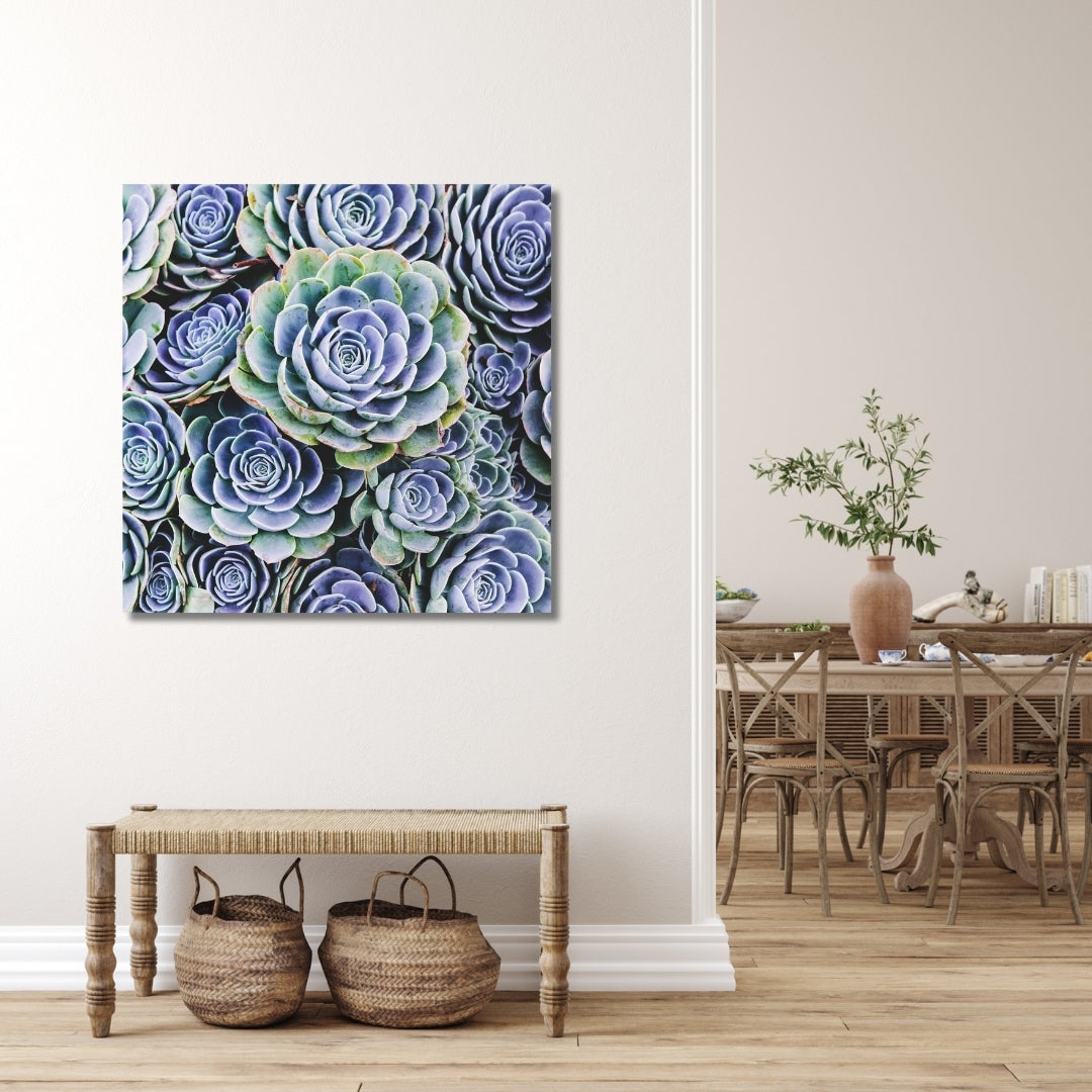 Fine art photography of blue-toned hen and chicks succulents, elegantly displayed on a light wall in a farmhouse-style hallway. A perfect blend of nature and rustic-inspired decor.