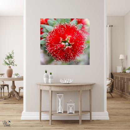 Bottle brush desert flower hanging in farmhouse style entry area