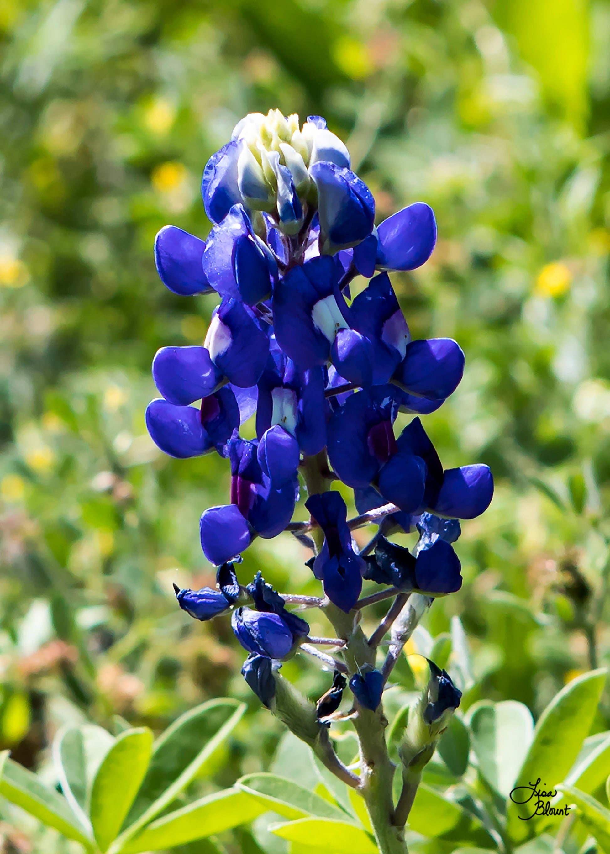 Texas Bluebonnet fine art photography wall decor 20x30 5x7