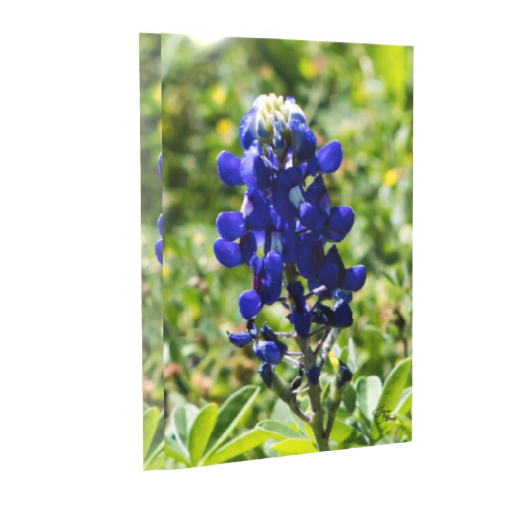 Texas Bluebonnet fine art photography acrylic block shelf decor 5x7