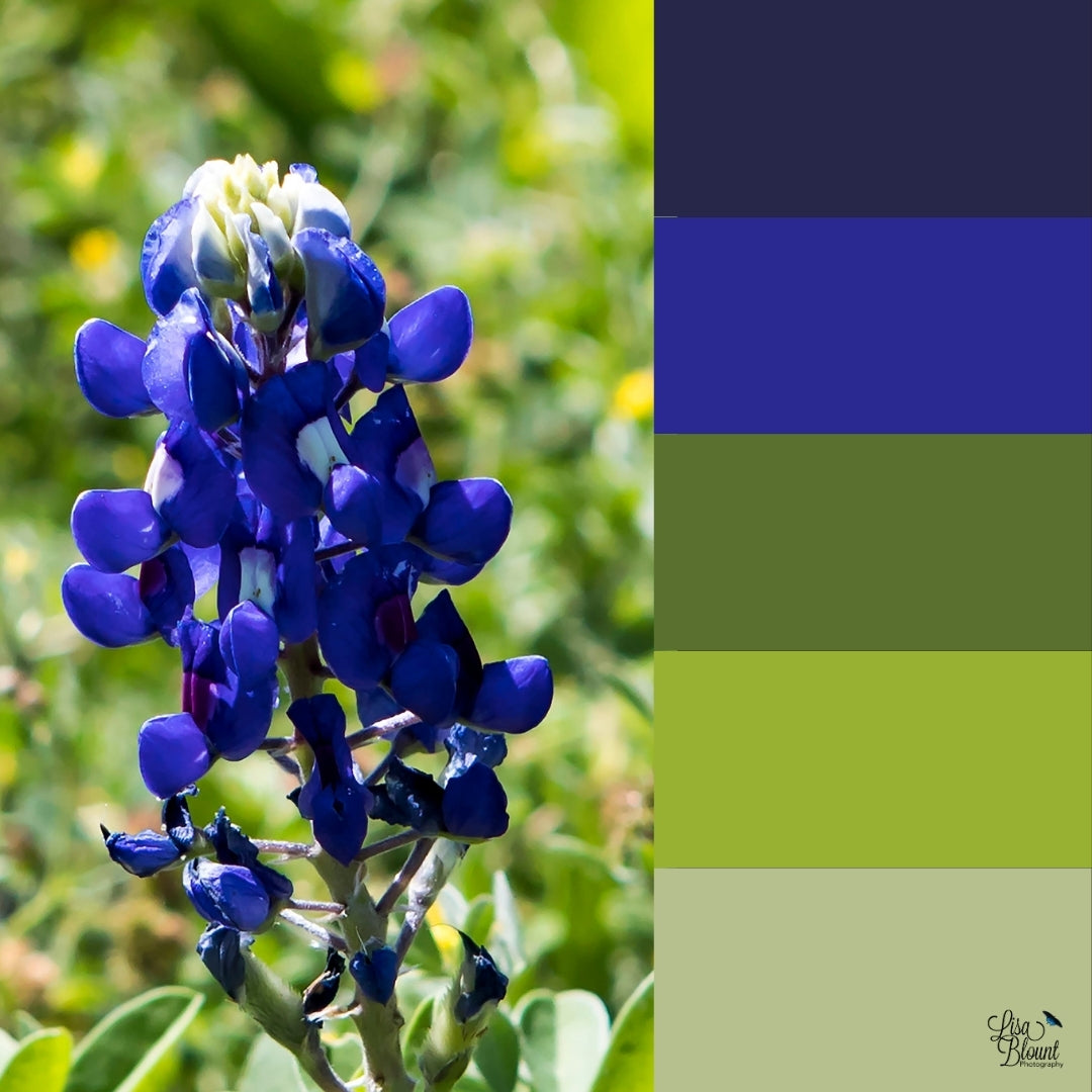 Texas Bluebonnet color palette of blues and greens for the fine art