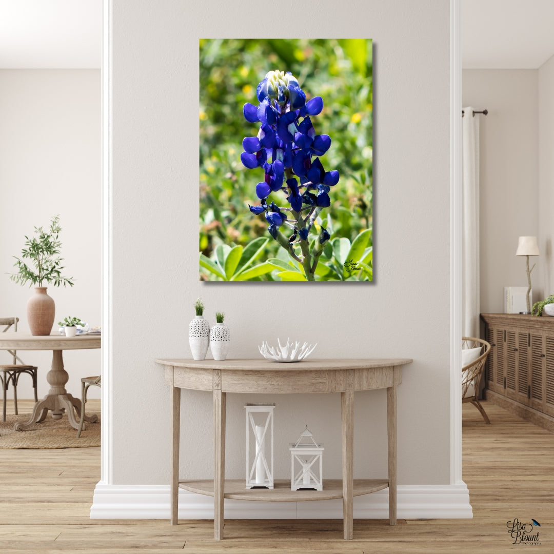 Texas Blue bonnet fine art photography wall decor in white farmhouse hallway 20x30