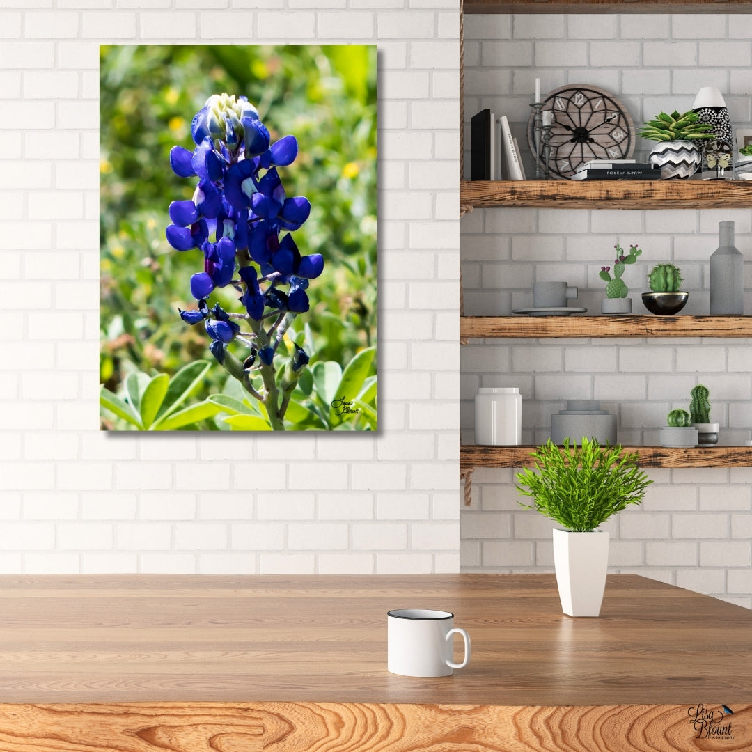 Texas blue bonnet fine art 20x30 hanging in bright white kitchen with wooden accents