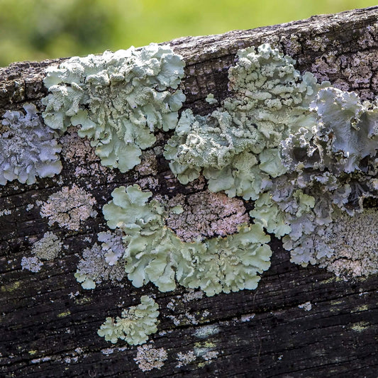 Lexington Lichen fine art home decor