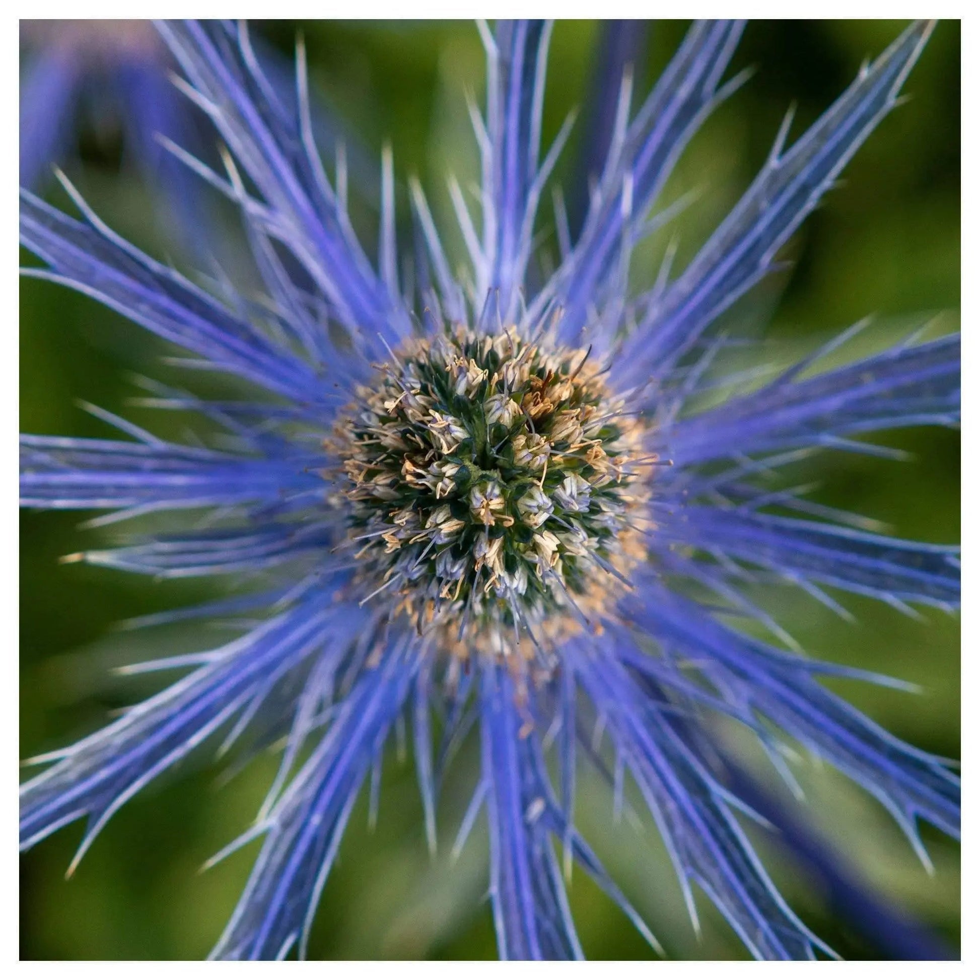 Blue Mediterranean Sea holly flower also known as thistle flower - macro photography fine art wall decor by Lisa Blount