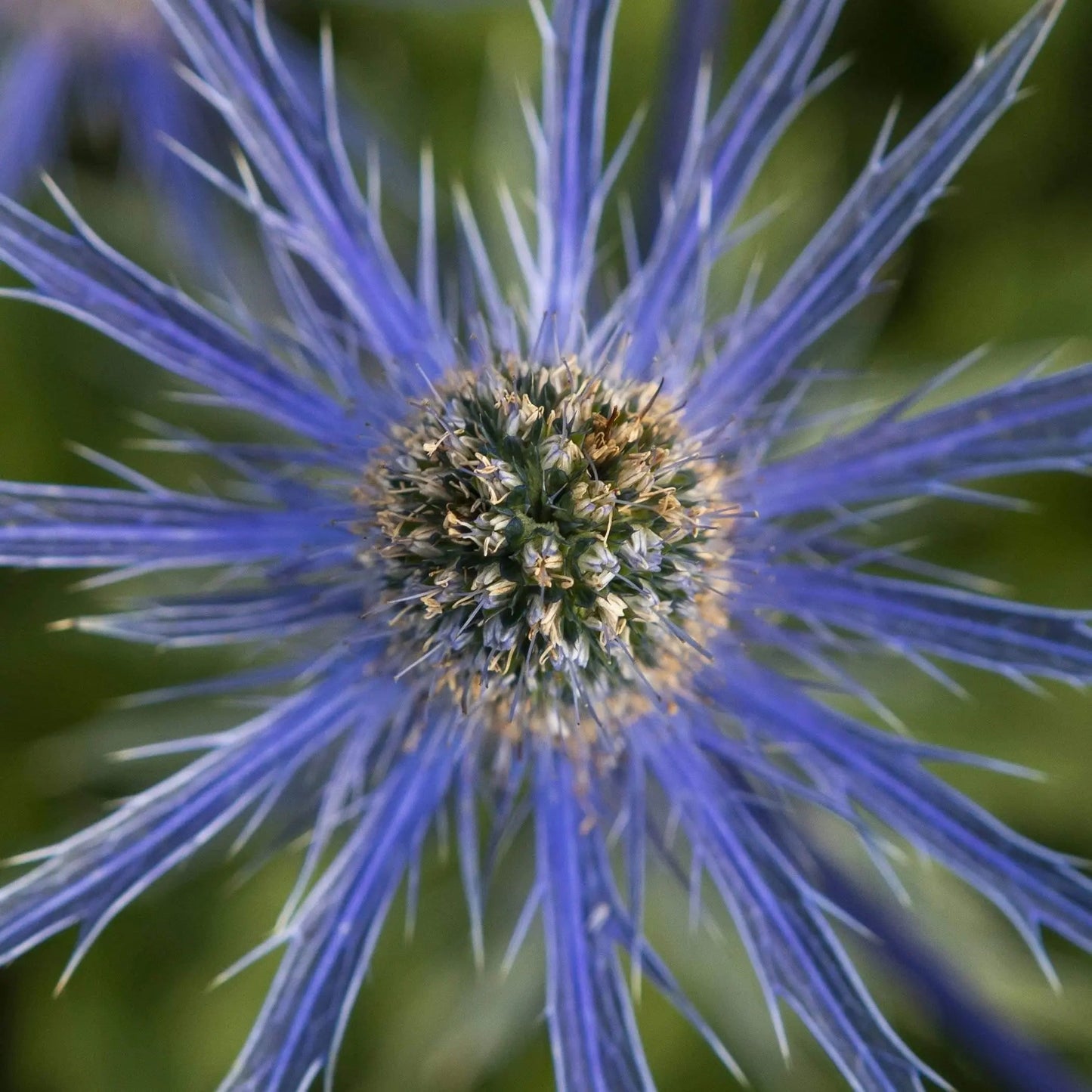 small print of blue mediterranean sea holly flower fine art by photography.