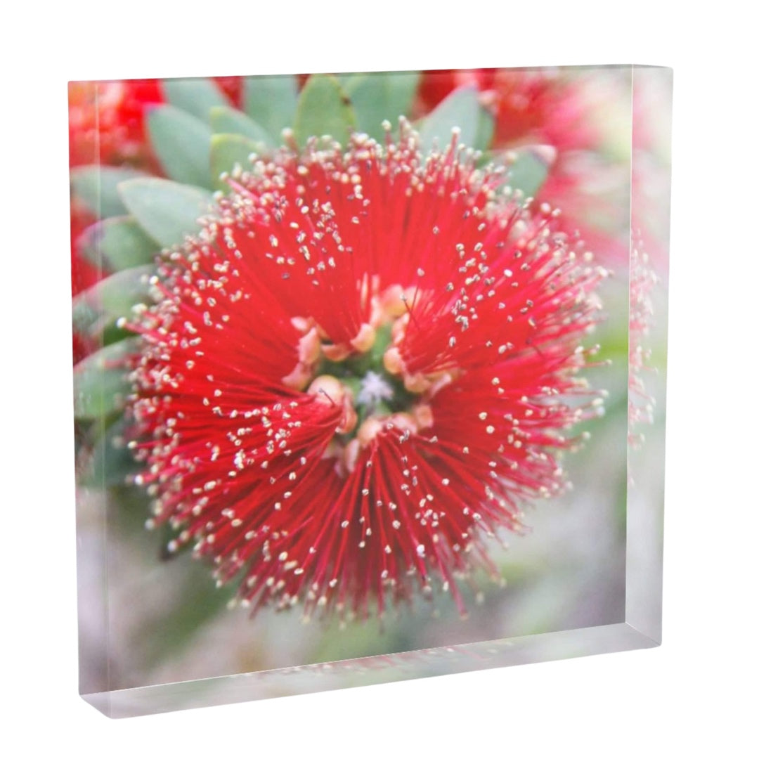 Red Bottle Brush Flower photography captured in a square acrylic block.  Art for a shelf, mantle or desk