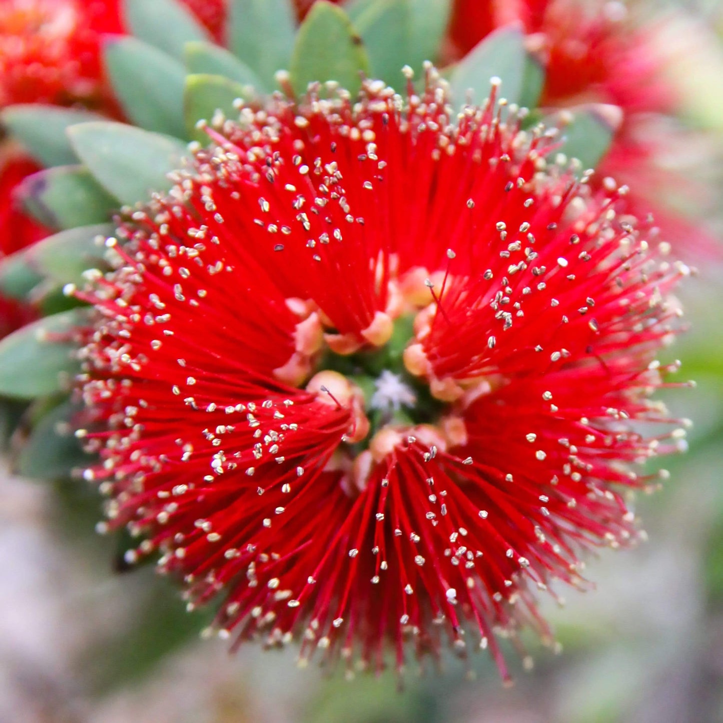 Red bottle brush flower metal art decor by Lisa Blount