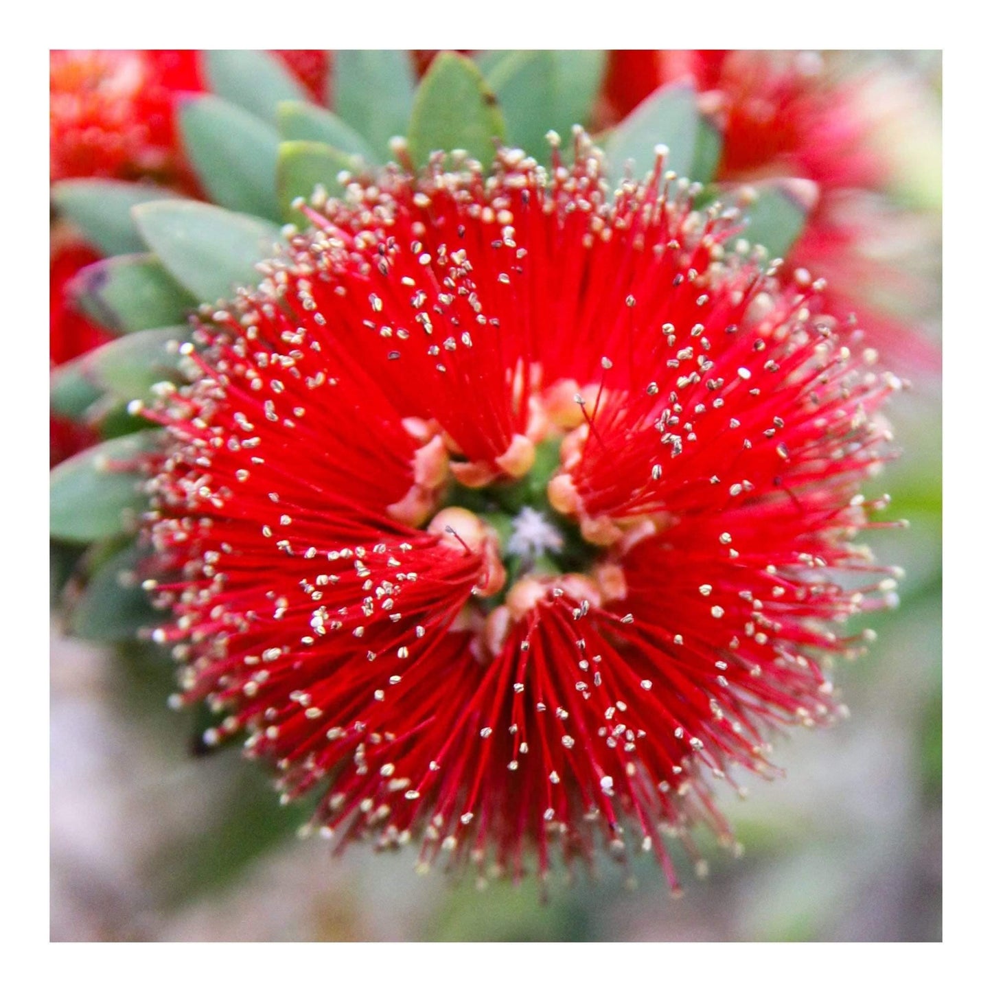 Desert flower art red macro photography on metal by Lisa Blount