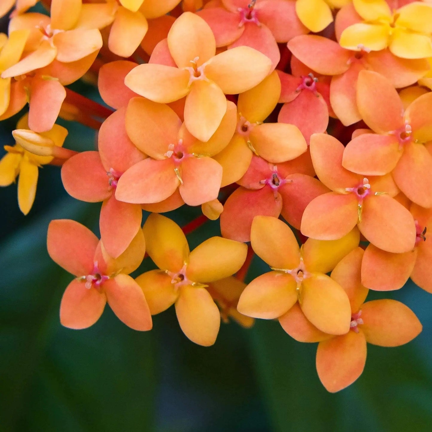 Detailed view of 'Color of Coral Fire,' showcasing the intricate clusters of Ixora coccinea jungle geranium blossoms.