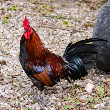 Colorful Banty Rooster in Key West by Lisa Blount Photography