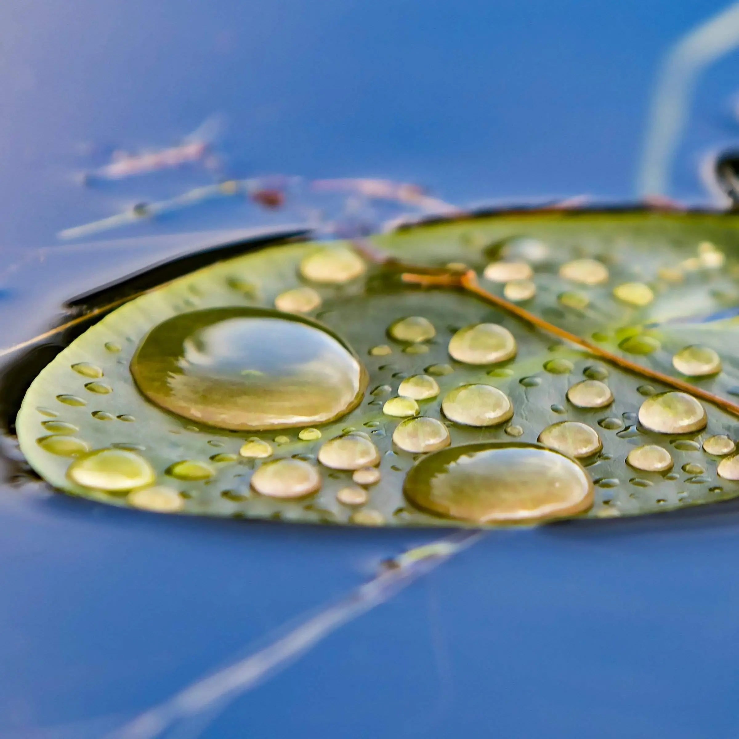 Lily Pad Green Blue Nature Fine Art Home Decor Lisa Blount