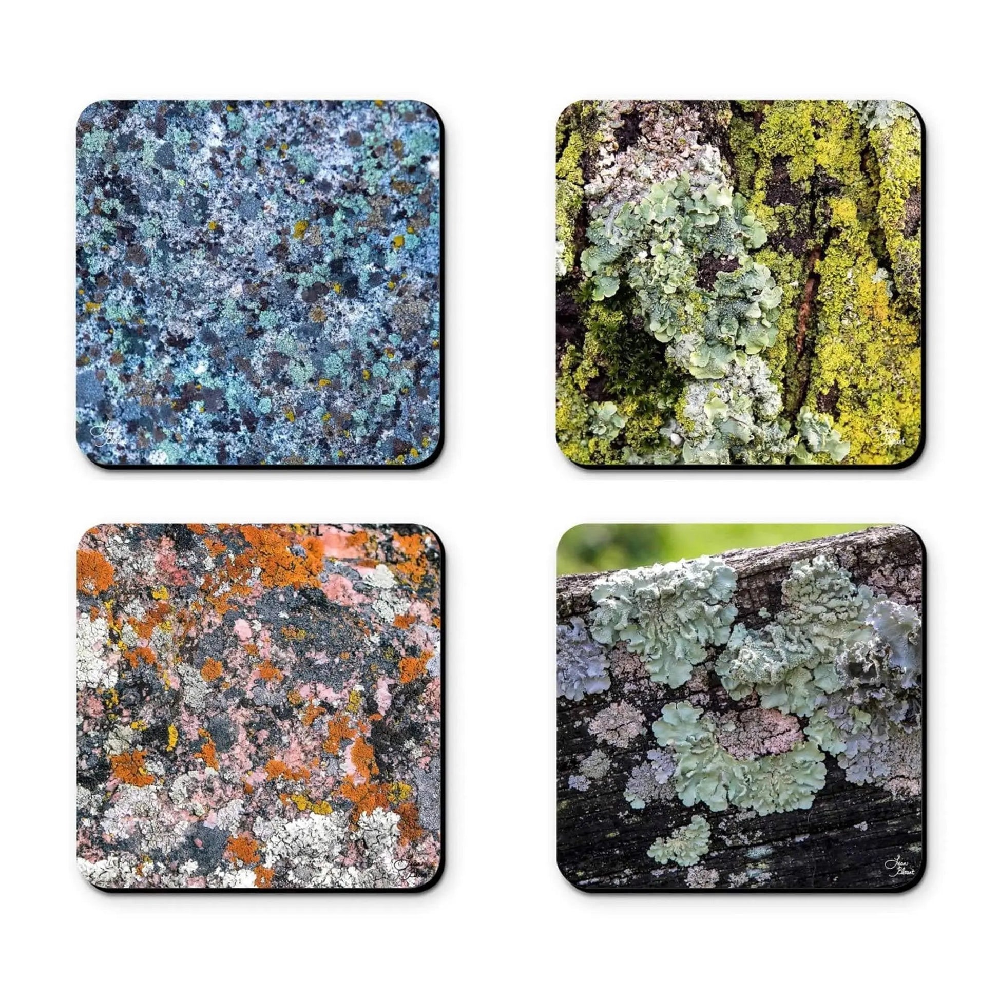 loving lichen 4 piece coaster set ceramic fine art photography collection home office decor