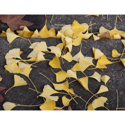 Limited edition brushed metal fine art print of yellow Ginkgo leaves on a St. Helena sidewalk, titled 'Napa Sidewalk in the Fall.'