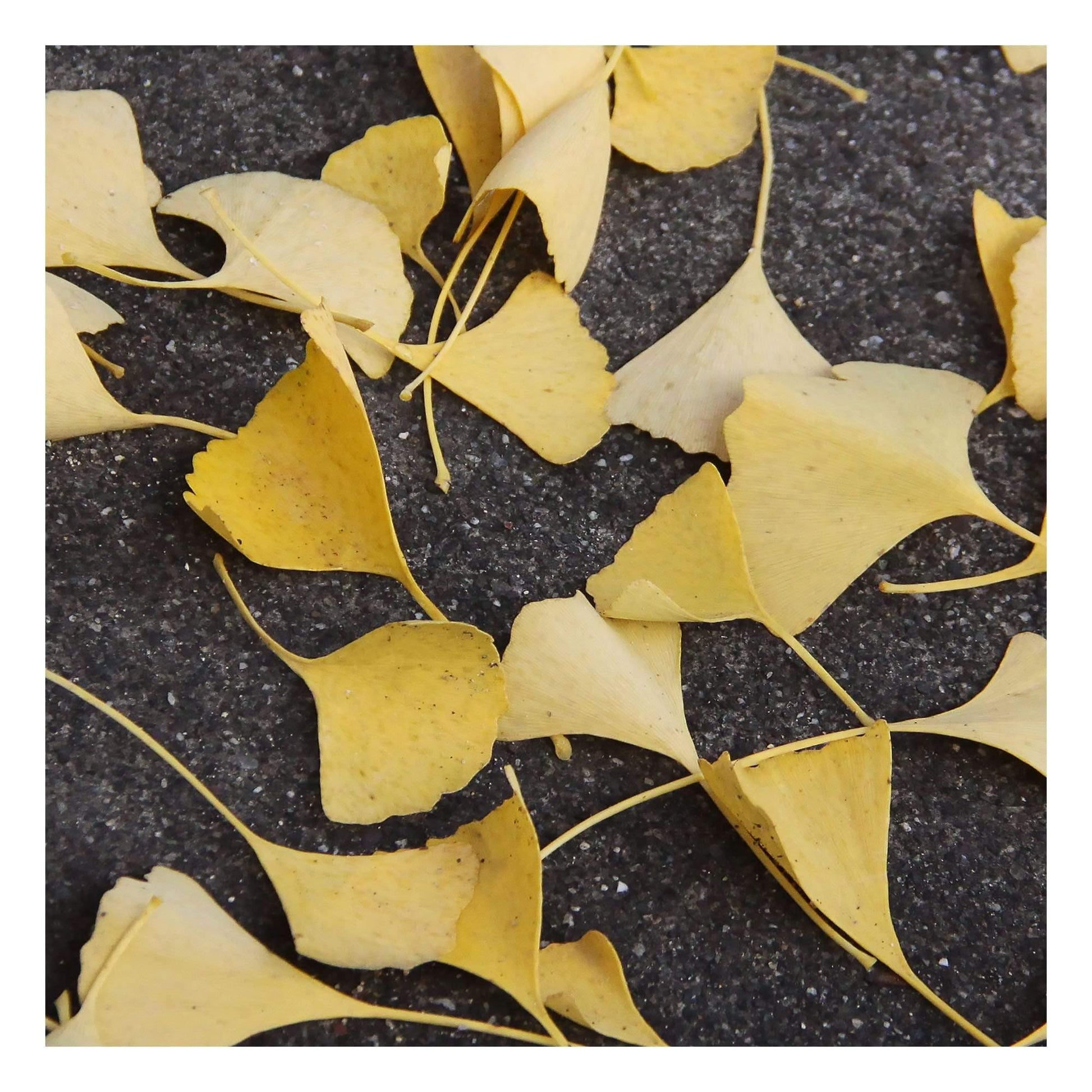 Yellow ginkgo leaves fallen on a dark gray sidewalk in Napa wall decor