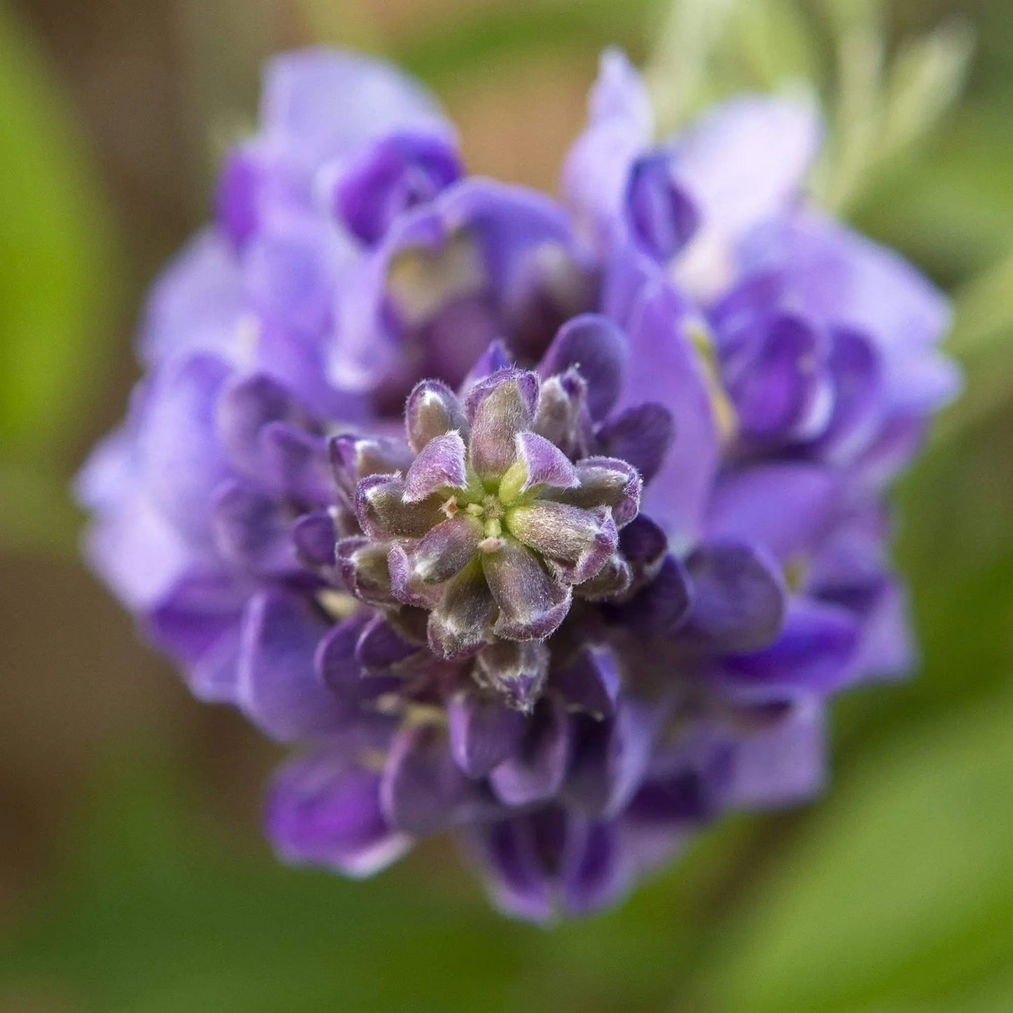 Purple wisteria flower art photo by Lisa Blount small print