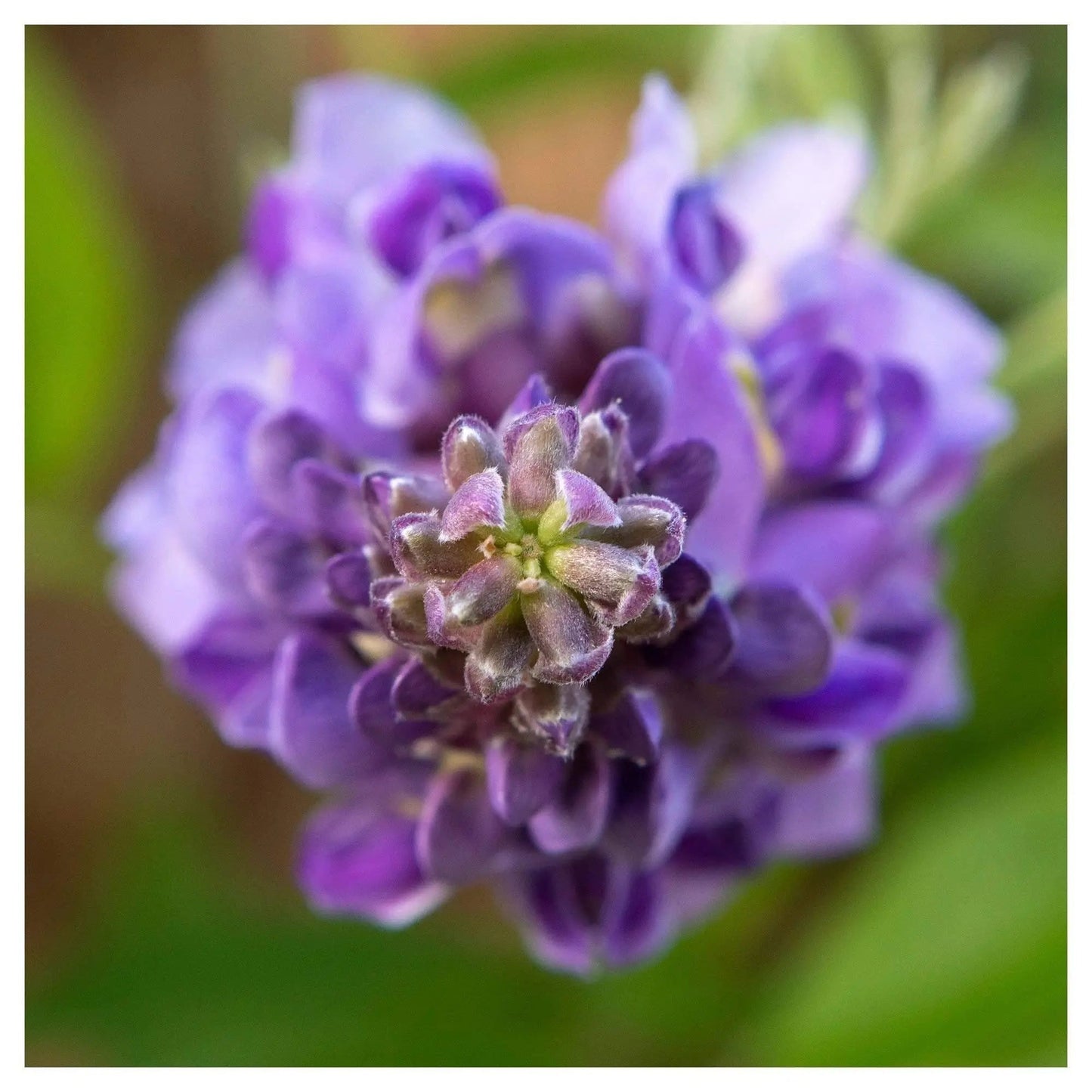 Small print of purple wisteria flower by Lisa Blount