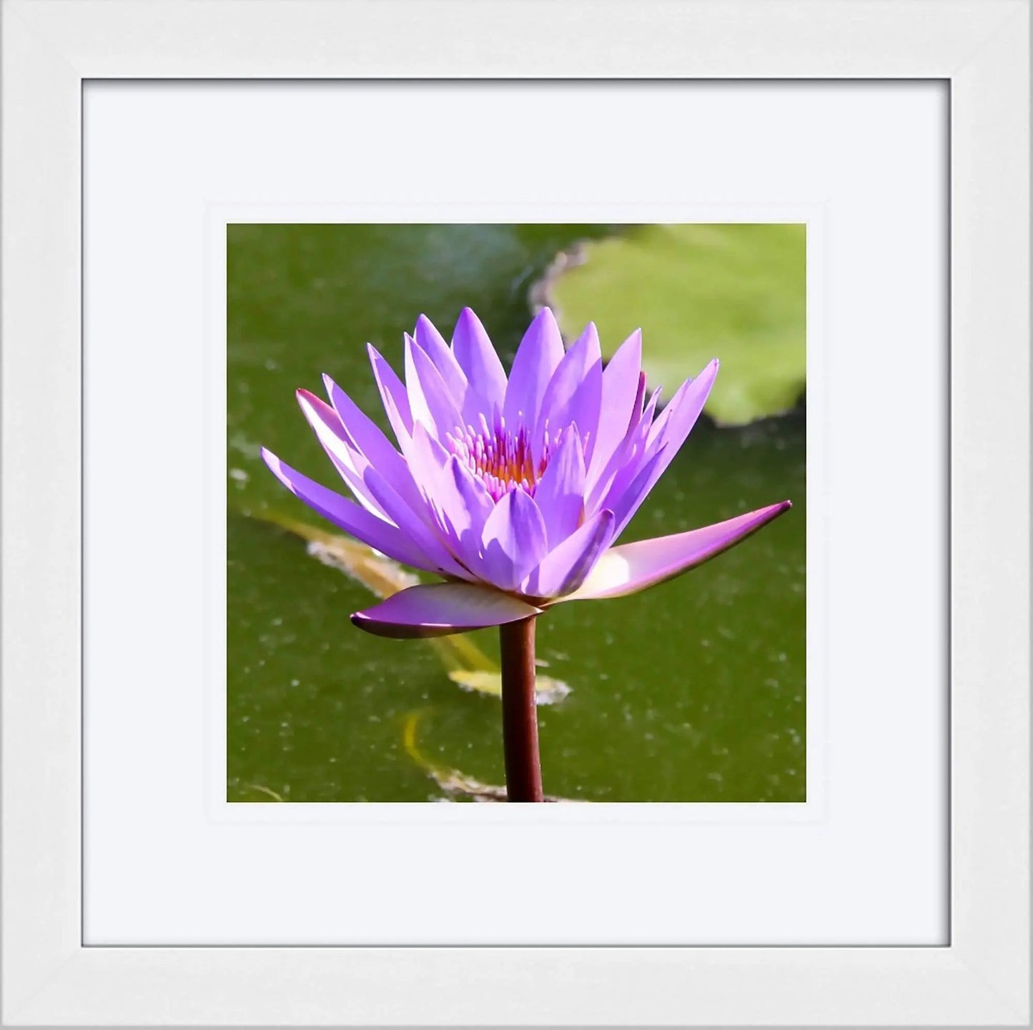 Framed 12x12 of purple water lilly floating on water