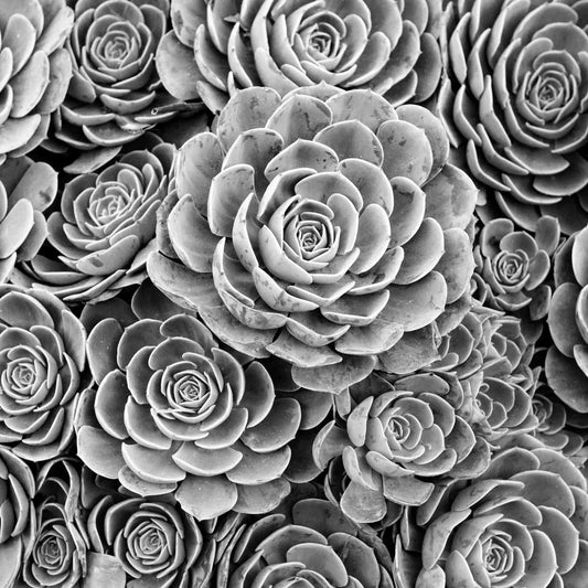 Black White Succulent Beauty Hen Chicks Fine Art by Lisa Blount Photography