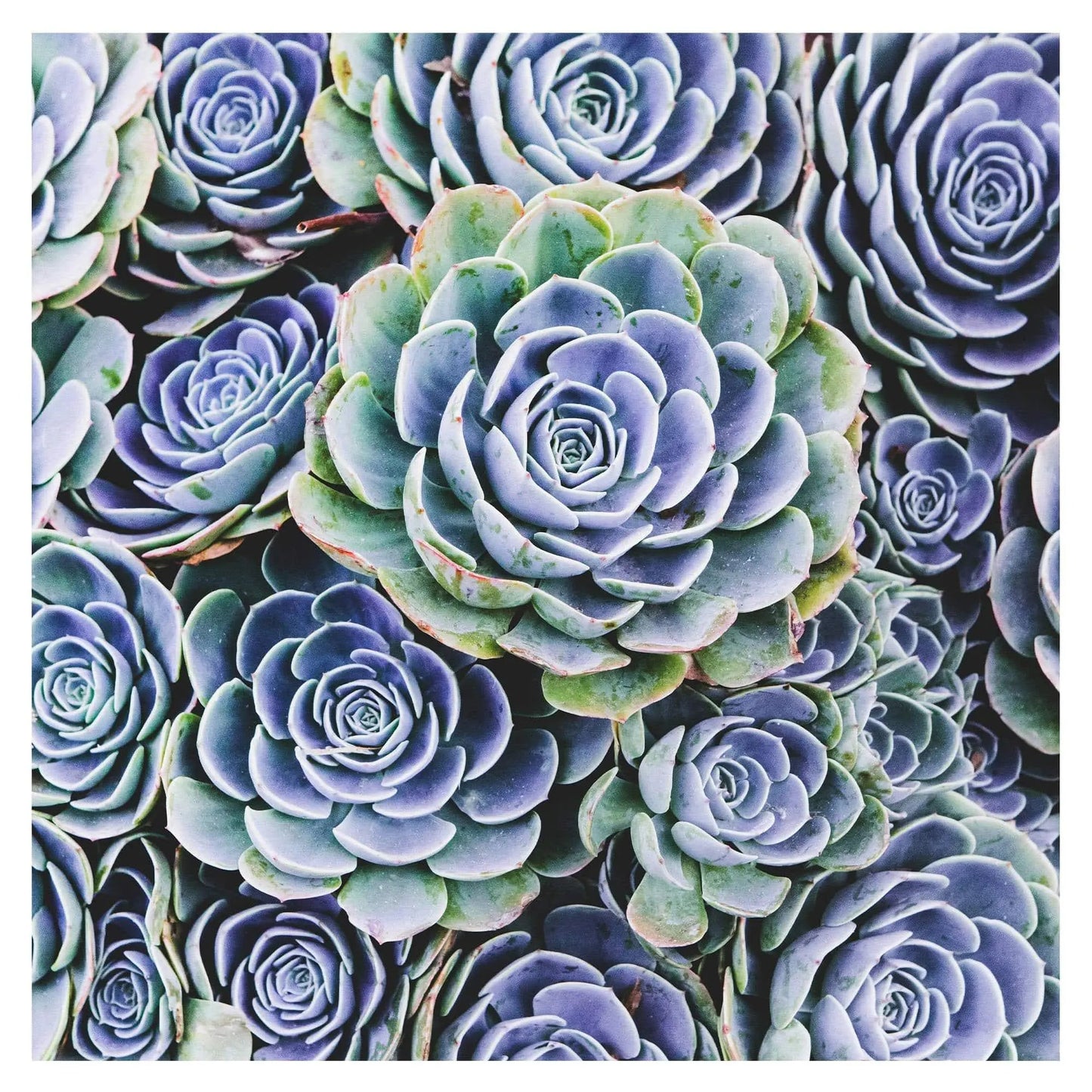 Blue succulent hen chicks art by Lisa Blount