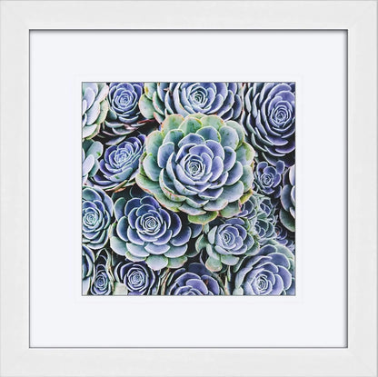 Framed Blue Succulent art by Lisa Blount