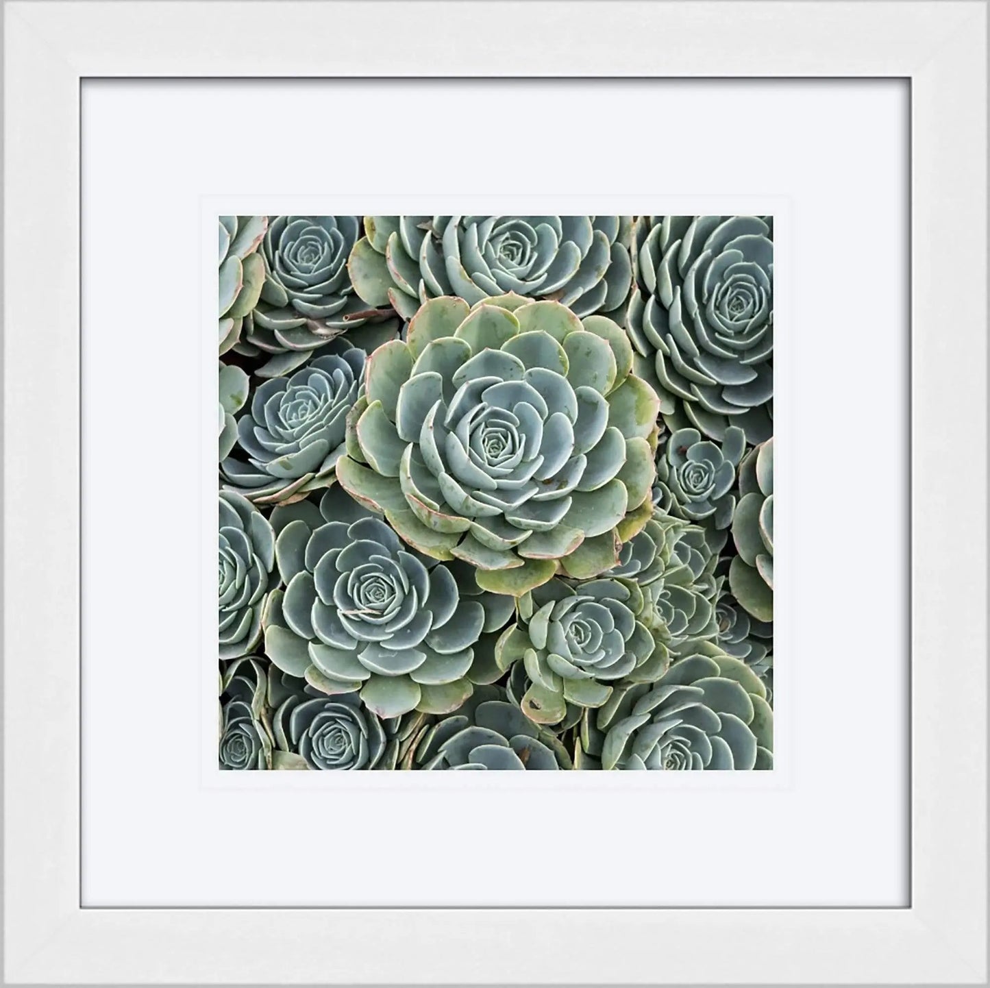 Succulent Beauty - SMALL PRINT - Lisa Blount Photography