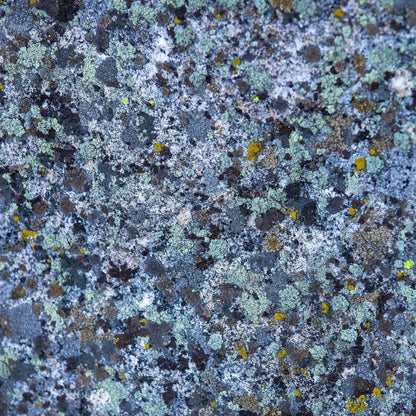 Blue hues found in lichen in Lake Tahoe turned into abstract art wall decor